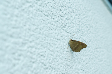 A butterfly perched on the wall