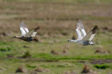 The upland goose or Magellan goose (Chloephaga picta)