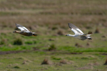 The upland goose or Magellan goose (Chloephaga picta)