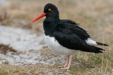 The Pied Oystercatcher (Haematopus leucopodus)