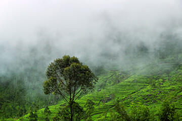Excellent manicured Ceylon tea (orange pekoe at Camellia sinensis) plantations in wintertime. Plantation is surrounded by remnants of rain forest. Sri lanka