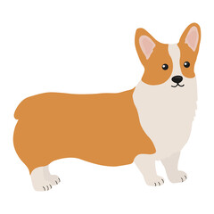 Corgi dog vector cartoon illustration. Cute friendly welsh corgi puppy, isolated on white background. Great for icon, symbol, card, children's book