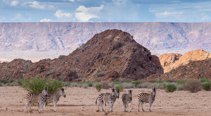 Zebras in the dry landscape of the green kalahari in South Africa