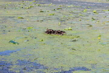 Ducklings 