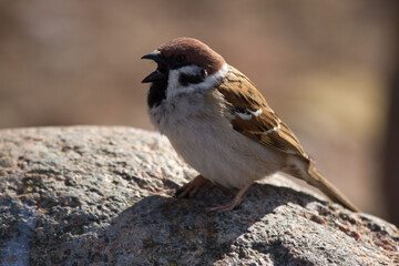 Sparrow 