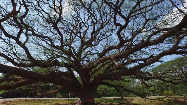 Drone flying backward under a symmetrical crown of a giant Rain Tree, Chamchuri Yak, showing its large truck covered with colorful clothes and branches against the blue sky.
