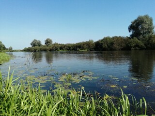 Obraz premium overgrown river