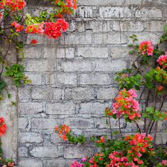 Old brick wall and bougainvillea flowers. - obrazy, fototapety, plakaty