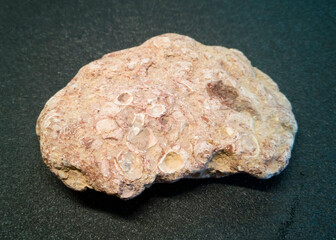 plitnyak stone, Ilmen clay with inclusions of ancient mollusks