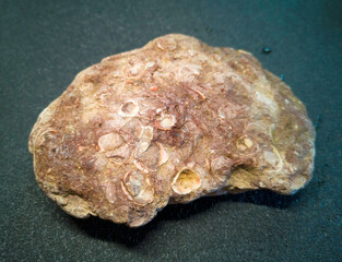 plitnyak stone, Ilmen clay with inclusions of ancient mollusks