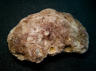plitnyak stone, Ilmen clay with inclusions of ancient mollusks