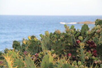 cacti on the beach