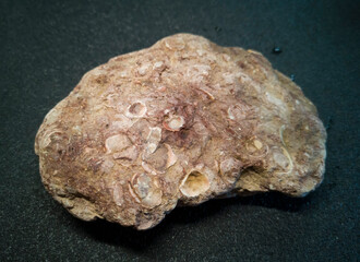 plitnyak stone, Ilmen clay with inclusions of ancient mollusks