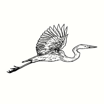 recommend clip art: White heron Great egret, Ardea alba flying, side view. Ink black and white doodle drawing in woodcut outline style. Vector illustration