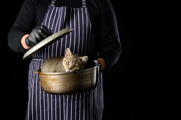 a man chef in a striped blue apron holds an aluminum cauldron in his hand, a cute funny Scottish straight-eared kitten sits inside