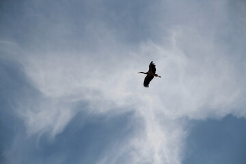 Fototapeta na wymiar white stork flying