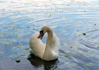 Obraz premium One swan on a lake.