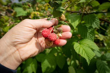 Himbeeren zum Selberpflücken, Himbeerplantage mit reifen Himbeeren - Symbolfoto.