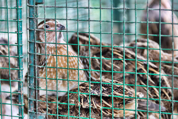 Japanese quail in cages in the markets of South-East Asia © max5128