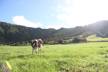 Fototapeta na wymiar Cow Grazing field in Azores