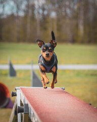 pražský krysařík agility