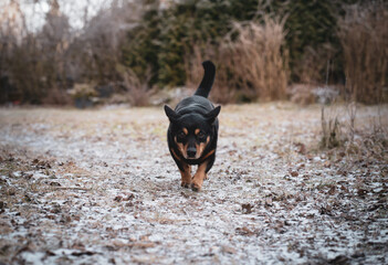 lancashire heeler dog running in frost