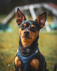 pražský krysařík portrait dog