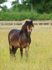 Obraz premium Exmoor Pony