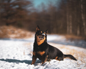 Fototapeta na wymiar lancashire heeler dog portrait snow