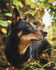 lancashire heeler portrait dog