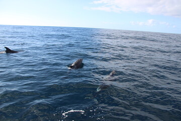 Fototapeta premium Wild Dolphins Atlantic Ocean 