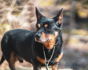 lancashire heeler portrait dog