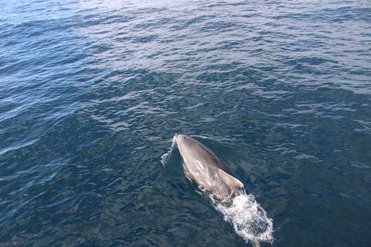 Wild Dolphins Atlantic Ocean 