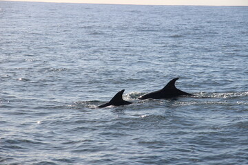 Wild Dolphins Atlantic Ocean 