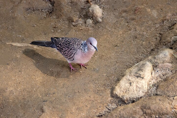 Spotted Dove (Streptopelia, Spilopelia chinensis ceylonensis).