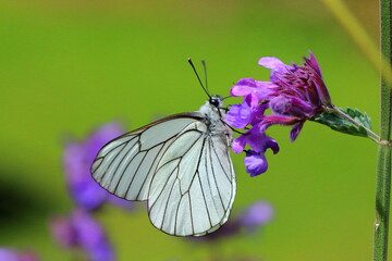 A Black-veined white butterfly on a purple flower.