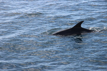 Wild Dolphins Atlantic Ocean 