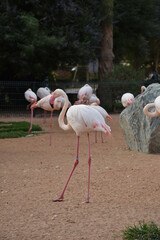 Pink flamingos in the zoo.