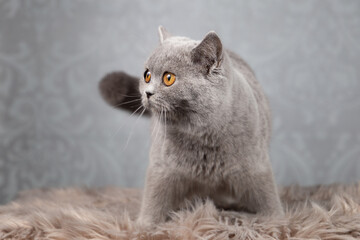 Britisch Kurzhaar Katze in blau mit orangen Augen sehr edel