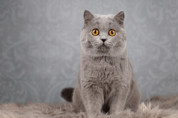 Britisch Kurzhaar Katze in blau mit orangen Augen sehr edel