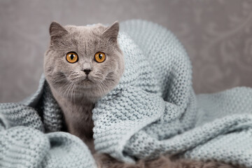 Britisch Kurzhaar Katze in blau mit orangen Augen sehr edel