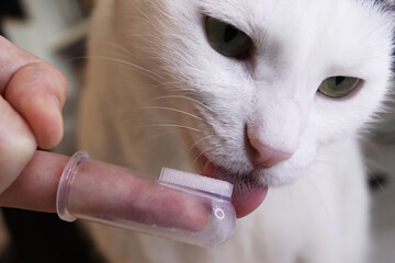 Pet care concept. The cat licks its toothbrush. Prevention of dental diseases, gingivitis, plaque and tartar. Dynamic photo in motion, soft focus