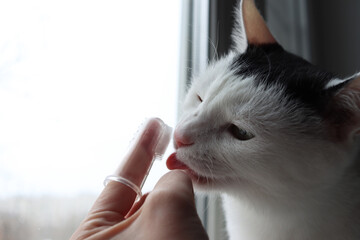 A cat with a displeased face licks a toothbrush. Pet teeth brushing. Compliance with hygiene and...