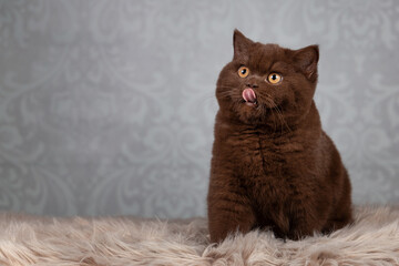 Luxus Katze BKH vom Züchter edel und imposant - Kitten dick und rund 