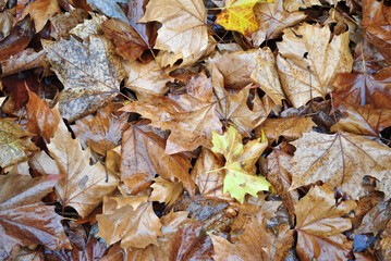 Close Up of Dried Autumn Leaves 