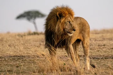 Foto op Aluminium The most beautiful lion of the Masai Mara © STORYTELLER