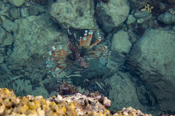 big bright fish swims in the sea