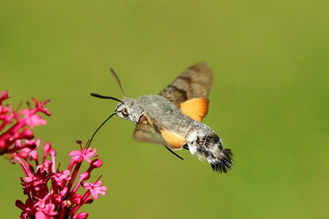 A Humming bird hawk moth (Macroglossum stellatarum) in flight, drinking nectar from a pink flower.