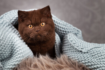 Luxus Katze BKH vom Züchter edel und imposant - Kitten dick und rund 