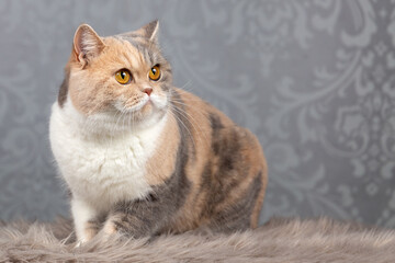 Fototapeta na wymiar Luxus Katze BKH vom Züchter edel und imposant - Kitten dick und rund 